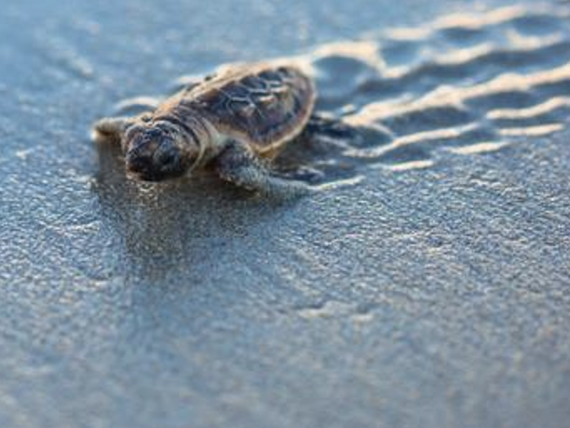 Tracking endangered sea turtles with hardware the size of a pound coin